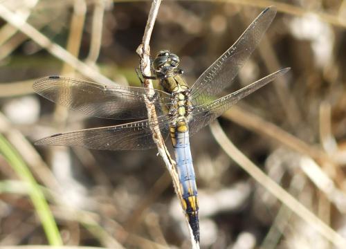 Orthetrum cancellatum